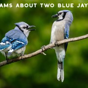 The Spiritual Meaning of the Blue Jay