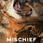 What is the Spiritual Meaning of Coyotes?