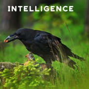 What Do Crows Symbolize?