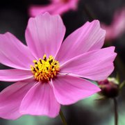 What is the Best Libra Zodiac Flower?