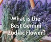 What is the Best Gemini Zodiac Flower?