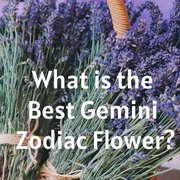 What is the Best Gemini Zodiac Flower?