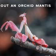 What is Praying Mantis Spiritual Meaning?