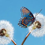 What Do Butterflies Symbolize?
