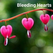 What is the Best Scorpio Zodiac Flower?