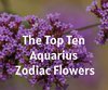 The Top Ten Aquarius Zodiac Flowers