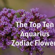 The Top Ten Aquarius Zodiac Flowers