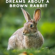 What is the Spiritual Meaning of Seeing a Rabbit?