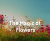 The Magic of Flowers
